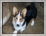 podpalane, Welsh corgi pembroke, czarne, umaszczenie